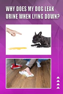 why does my dog leak urine when lying down|Why Does My Dog Leak Urine When Lying Down